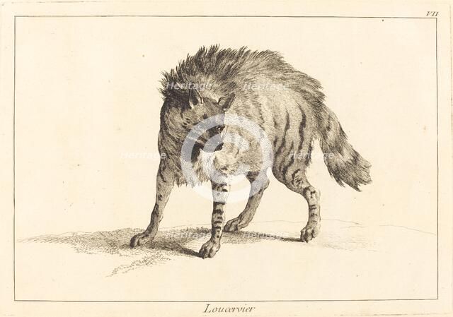 Loucervier (Hyena). Creator: Jacques Philippe Le Bas.