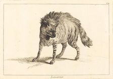 Loucervier (Hyena). Creator: Jacques Philippe Le Bas