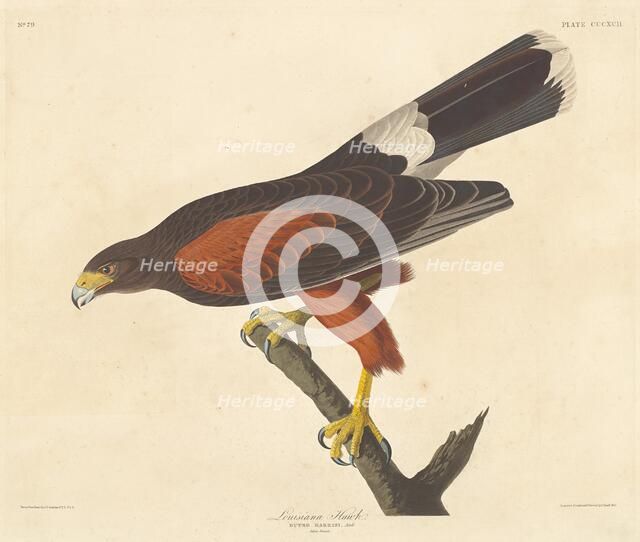 Louisiana Hawk, 1837. Creator: Robert Havell.