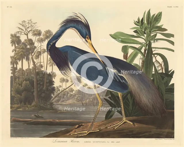 Louisiana Heron, 1834. Creator: Robert Havell.