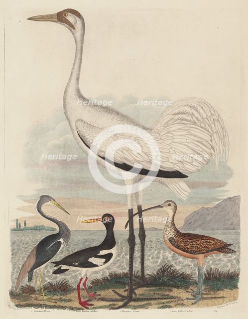 Louisiana Heron, Pied Oyster-catcher, Hooping Crane, and Long-billed Curlew, published 1808-1814. Creator: John G. Warnicke.