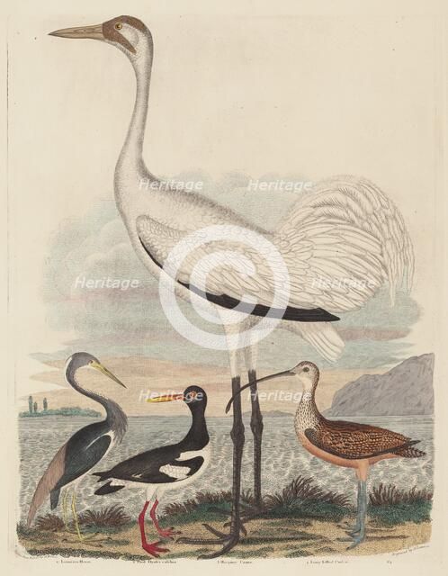 Louisiana Heron, Pied Oyster-catcher, Hooping Crane, and Long-billed Curlew, published 1808-1814. Creator: John G. Warnicke.