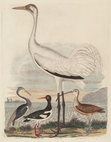 Louisiana Heron, Pied Oyster-catcher, Hooping Crane, and Long-billed Curlew, published 1808-1814. Creator: John G. Warnicke