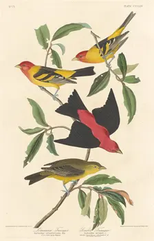 Louisiana Tanager and Scarlet Tanager, 1837. Creator: Robert Havell