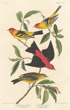 Louisiana Tanager and Scarlet Tanager, 1837. Creator: Robert Havell