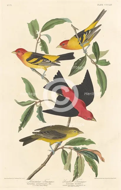 Louisiana Tanager and Scarlet Tanager, 1837. Creator: Robert Havell.