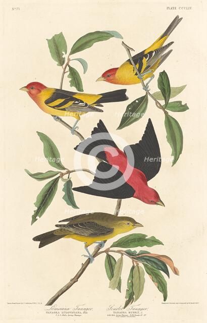 Louisiana Tanager and Scarlet Tanager, 1837. Creator: Robert Havell.