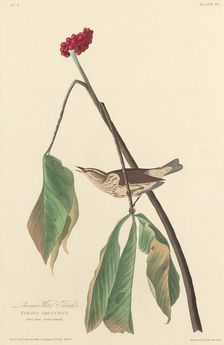 Louisiana Water Thrush, 1827. Creator: Robert Havell