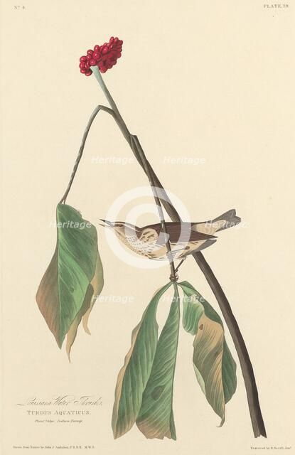 Louisiana Water Thrush, 1827. Creator: Robert Havell.