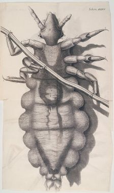 Louse clinging to a human hair in Hooke's "Micrographia", 1665 Creator: Unknown
