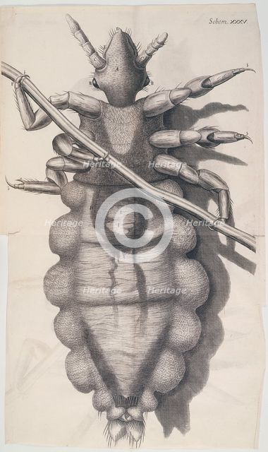 Louse clinging to a human hair in Hooke's "Micrographia", 1665 Creator: Unknown.