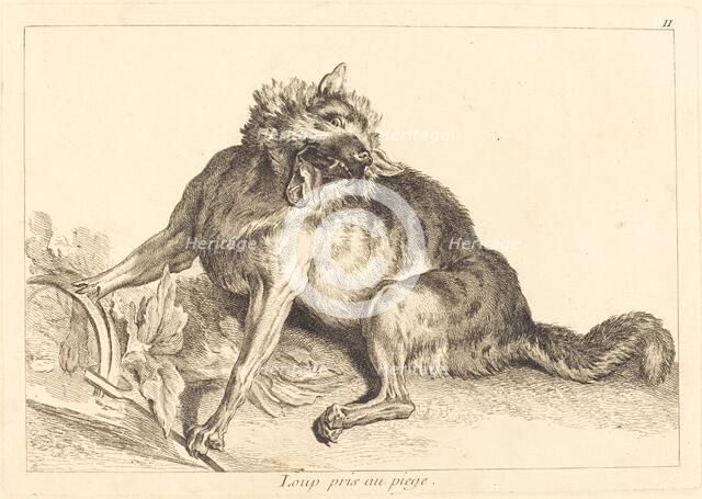 Loup pris au piege (Wolf Caught in a Trap). Creator: Jacques Philippe Le Bas.