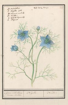 Love-in-a-mist (Nigella Damascena, Damselfly-in-green), 1596-1610. Creators: Anselmus de Boodt, Elias Verhulst