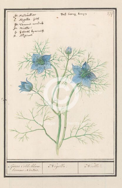 Love-in-a-mist (Nigella Damascena, Damselfly-in-green), 1596-1610.  Creators: Anselmus de Boodt, Elias Verhulst.