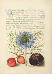 Love-in-a-Mist, Sweet Cherry, and Spanish Chestnut, 1561-1562; illumination added 1591-1596. Creator: Joris Hoefnagel