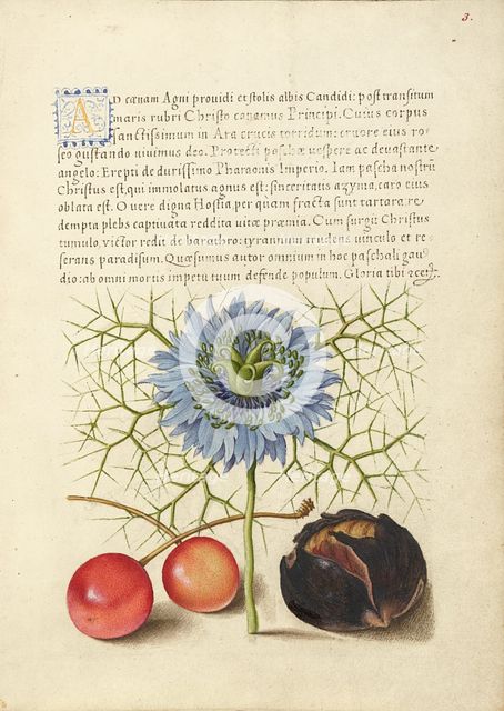 Love-in-a-Mist, Sweet Cherry, and Spanish Chestnut, 1561-1562; illumination added 1591-1596. Creator: Joris Hoefnagel.