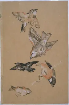 Love leading the Pilgrim - Study of Birds: Finches, 1897. Creator: Sir Edward Coley Burne-Jones