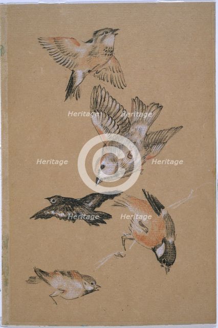 Love leading the Pilgrim - Study of Birds: Finches, 1897. Creator: Sir Edward Coley Burne-Jones.