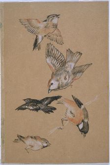 Love leading the Pilgrim - Study of Birds: Finches, 1897. Creator: Sir Edward Coley Burne-Jones