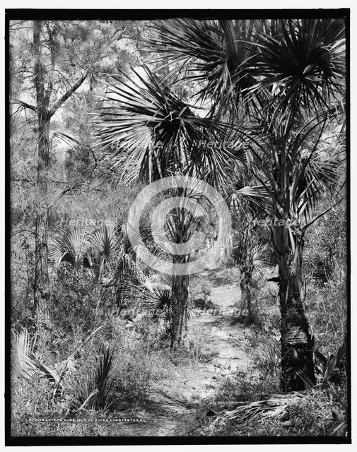 Lovers' Lane, Isle of Pines (i.e. Palms), Charleston, S.C., c1907. Creator: Unknown.