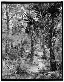 Lovers Lane, Isle of Pines (i.e. Palms), Charleston, S.C., c1907. Creator: Unknown