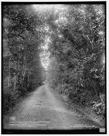 Lover's [sic] Lane at Maplewood, Bethlehem, White Mountains, c1901. Creator: Unknown
