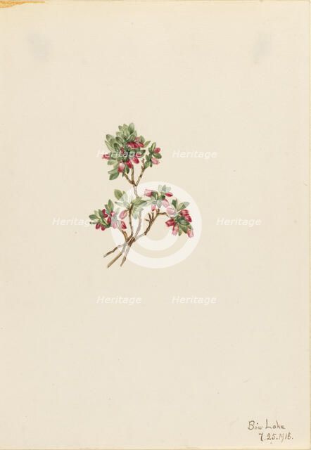 Low Whortleberry (Vaccinium caespitosum), 1918. Creator: Mary Vaux Walcott.