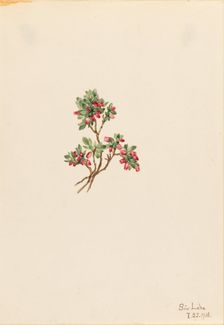 Low Whortleberry (Vaccinium caespitosum), 1918. Creator: Mary Vaux Walcott