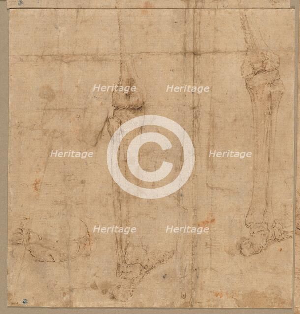 Lower Half of Skeleton from the Back, early 1540s. Creator: Battista Franco (Italian, c. 1510-1561).