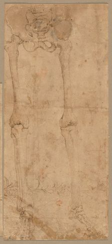 Lower Half of Skeleton from the Front, early 1540s. Creator: Battista Franco (Italian, c. 1510-1561)