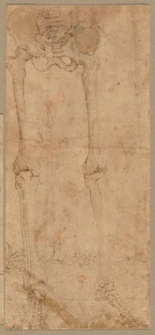 Lower Half of Skeleton from the Front, early 1540s. Creator: Battista Franco (Italian, c. 1510-1561)