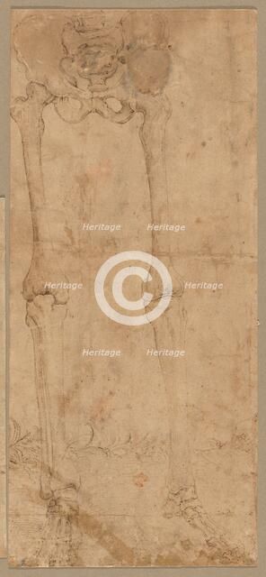 Lower Half of Skeleton from the Front, early 1540s. Creator: Battista Franco (Italian, c. 1510-1561).