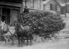 Load of Xmas trees, N.Y., between c1910 and c1915. Creator: Bain News Service