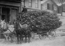 Load of Xmas trees, N.Y., between c1910 and c1915. Creator: Bain News Service