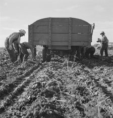 Loading truck in sugar beet field, near Ontario, Malheur County, Oregon, 1939. Creator: Dorothea Lange