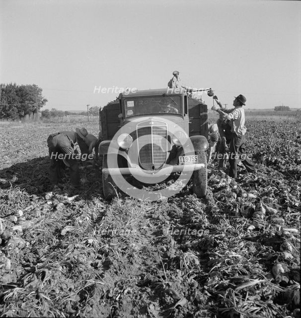 Loading truck in sugar beet field, near Ontario, Malheur County, Oregon, 1939. Creator: Dorothea Lange.