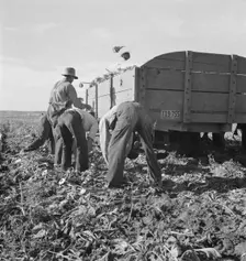 Loading truck in sugar beet field, near Ontario, Malheur County, Oregon, 1939. Creator: Dorothea Lange