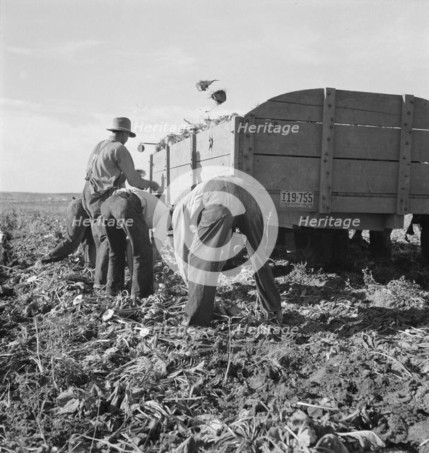 Loading truck in sugar beet field, near Ontario, Malheur County, Oregon, 1939. Creator: Dorothea Lange.