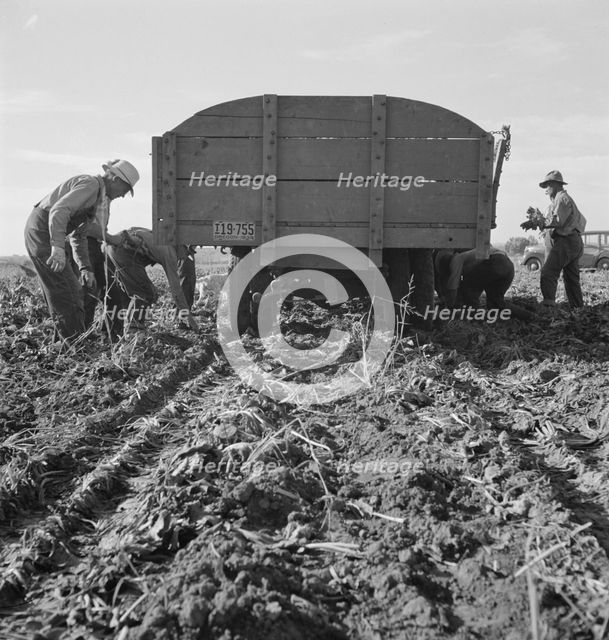 Loading truck in sugar beet field, near Ontario, Malheur County, Oregon, 1939. Creator: Dorothea Lange.