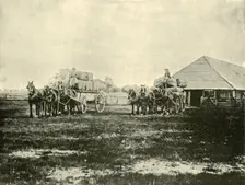 Loading Wool, Warrawooh Station, Wimmera 1901. Creator: Unknown