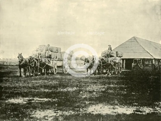 'Loading Wool, Warrawooh Station, Wimmera', 1901. Creator: Unknown.
