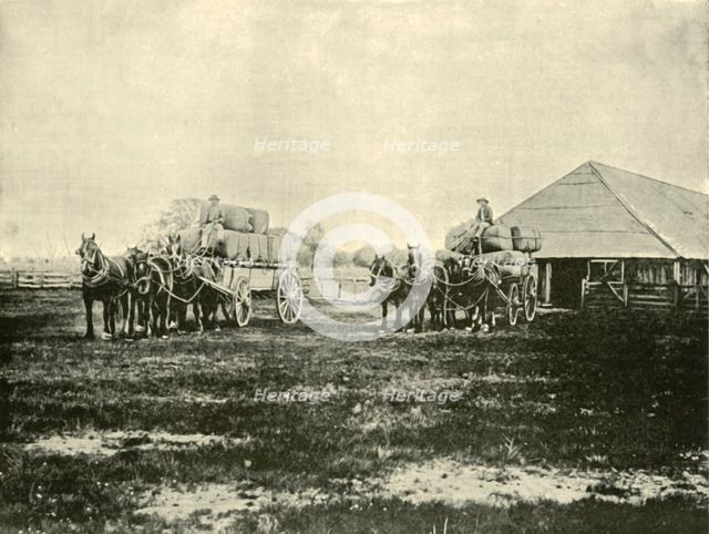 'Loading Wool, Warrawooh Station, Wimmera', 1901. Creator: Unknown.