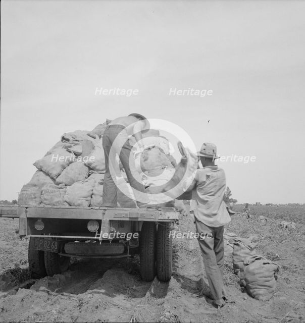 Loading a potato truck as it goes down the rows, Near Shafter, California, 1937. Creator: Dorothea Lange.
