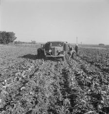 Loading a truck in a sugar beet field, Ontario, Malheur County, Oregon, 1939. Creator: Dorothea Lange