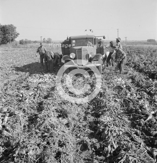 Loading a truck in a sugar beet field, Ontario, Malheur County, Oregon, 1939. Creator: Dorothea Lange.