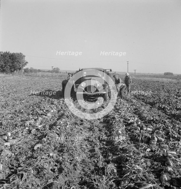 Loading a truck in a sugar beet field, Ontario, Malheur County, Oregon, 1939. Creator: Dorothea Lange.