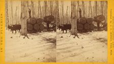 Loading at Thomas Poster's, c1850 - 1930. Creator: James A Jenney