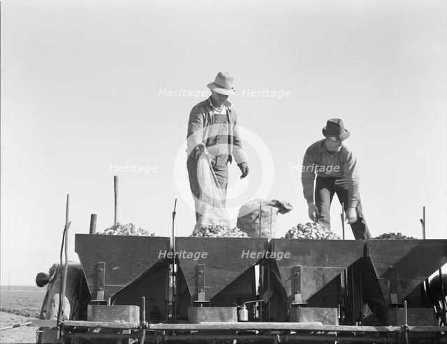 Loading bins of potato planter with fertilizer and seed from trailer..., Kern County, CA, 1939. Creator: Dorothea Lange.