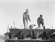 Loading bins of potato planter with fertilizer and seed from trailer..., Kern County, CA, 1939. Creator: Dorothea Lange