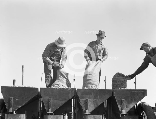 Loading bins of potato planter with fertilizer and seed..., Kern County, California, 1939. Creator: Dorothea Lange.